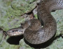 16 Runde Pupille unterscheidet von Kreuzotter